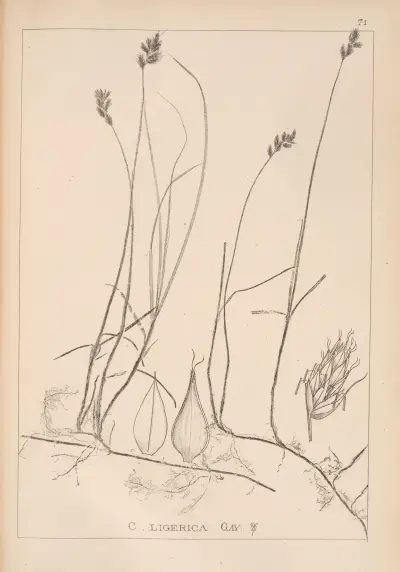 Herbier de la flore française Pl.1242 av Louis Antoine Cusin