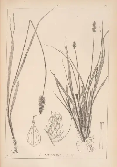 Herbier de la flore française Pl.1245 av Louis Antoine Cusin