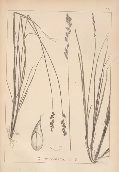 Herbier de la flore française Pl.1253 av Louis Antoine Cusin