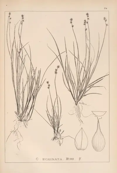 Herbier de la flore française Pl.1255 av Louis Antoine Cusin