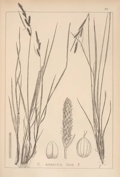 Herbier de la flore française Pl.1264 av Louis Antoine Cusin