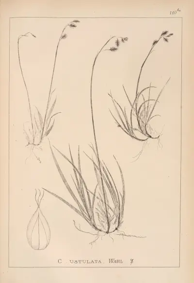 Herbier de la flore française Pl.1283 av Louis Antoine Cusin