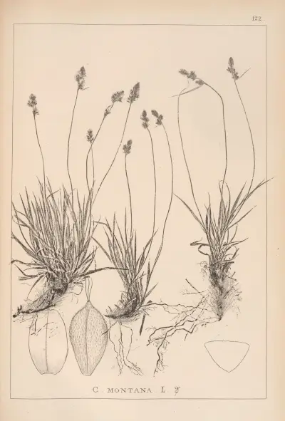 Herbier de la flore française Pl.1295 av Louis Antoine Cusin