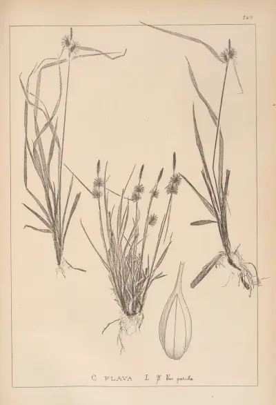 Herbier de la flore française Pl.1313 av Louis Antoine Cusin