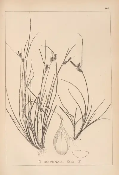 Herbier de la flore française Pl.1319 av Louis Antoine Cusin
