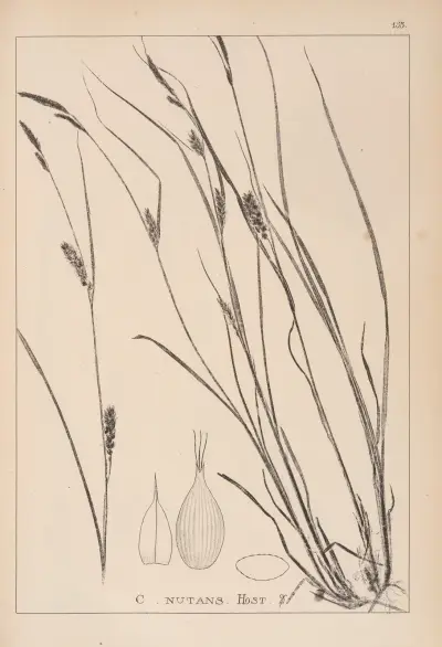 Herbier de la flore française Pl.1328 av Louis Antoine Cusin