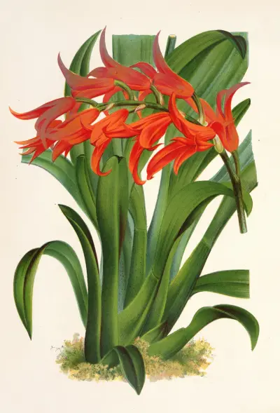 Ada aurantiaca av Charles Antoine Lemaire