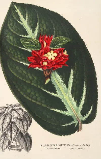 Alloplectus vittatus av Charles Antoine Lemaire