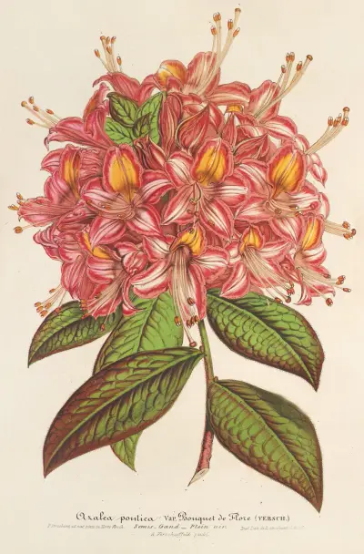 Azaléa Bouquet de Flore Hort. Versch av Charles Antoine Lemaire
