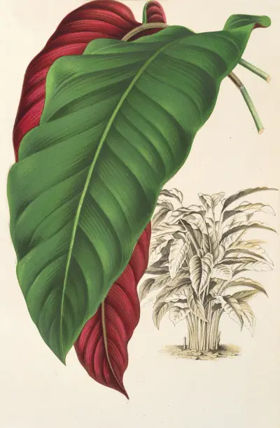 Calathea arrecta av Charles Antoine Lemaire