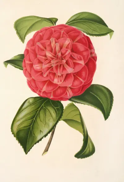 Camellia Francesco Burlamachi av Charles Antoine Lemaire
