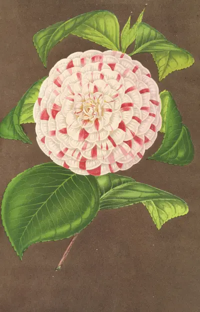 Camellia Madame Verschaffelt av Charles Antoine Lemaire