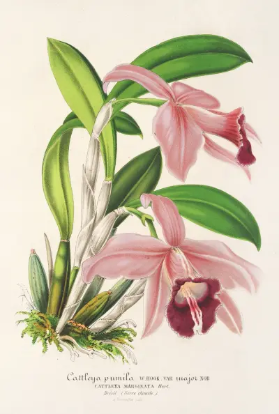 Cattleya pumila av Charles Antoine Lemaire