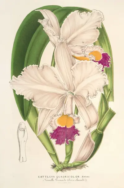 Cattleya quadricolor av Charles Antoine Lemaire