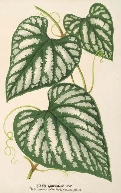 Cissus Lindeni av Charles Antoine Lemaire