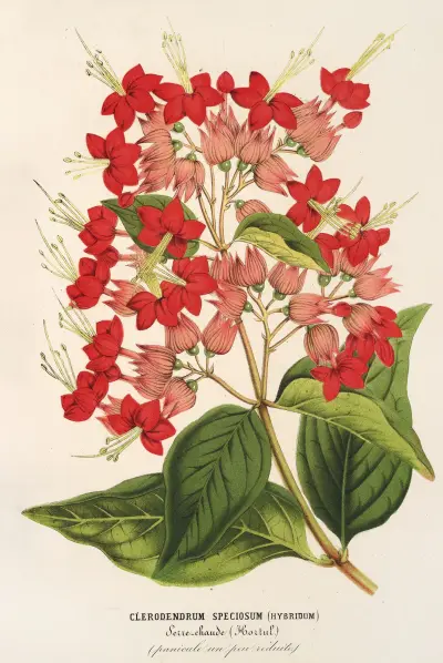 Clerodendrum speciosum (hybridum) av Charles Antoine Lemaire