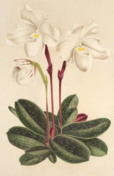 Cypripedium niveum av Charles Antoine Lemaire