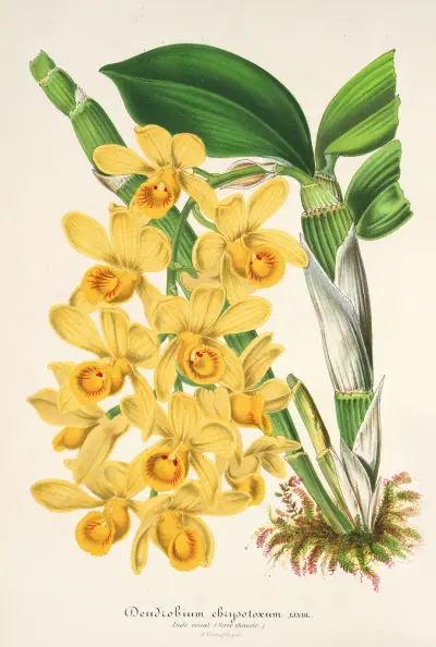 Dendrobium chrysotoxum, Charles Antoine Lemaire