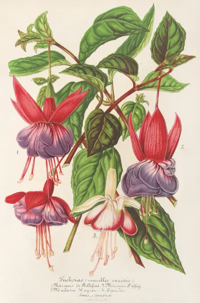 Fuchsia (nouvelles variétés de), 1854 – nr 1 av Charles Antoine Lemaire