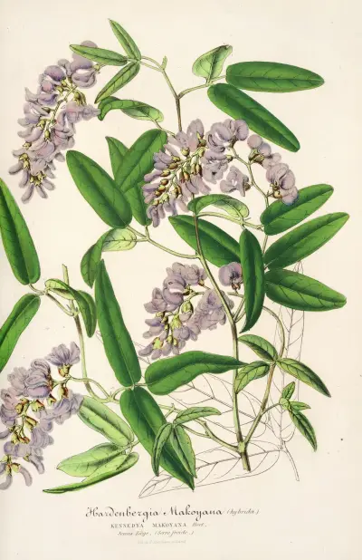 Hardenbergia Makoyana (hybrida) av Charles Antoine Lemaire