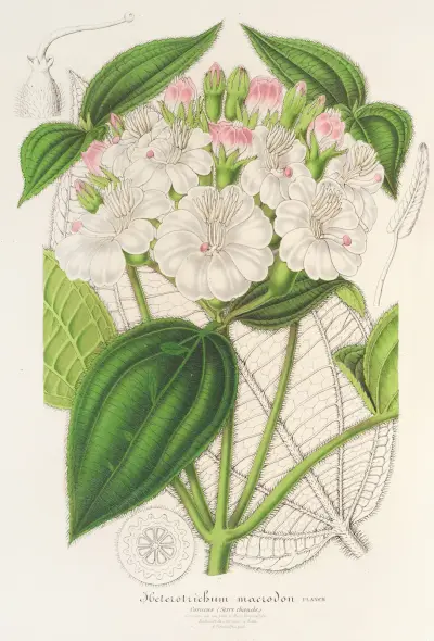 Heterotrichum macrodon av Charles Antoine Lemaire