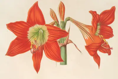 Hippeastrum (Amaryllis!) pyrrochroum av Charles Antoine Lemaire