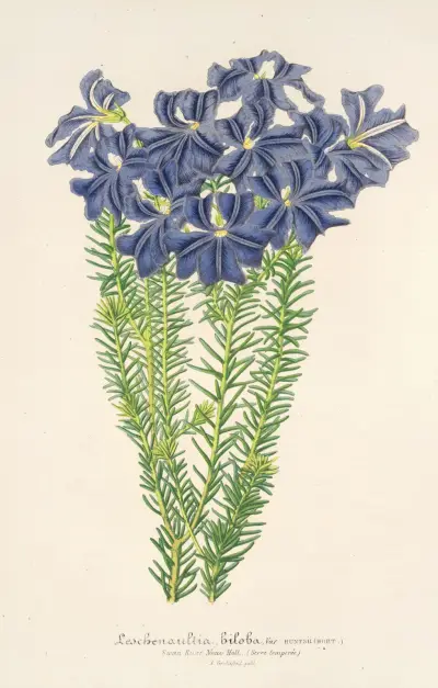Leschenaultia biloba av Charles Antoine Lemaire