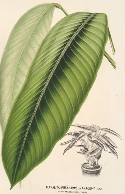 Maranta smaragdina av Charles Antoine Lemaire