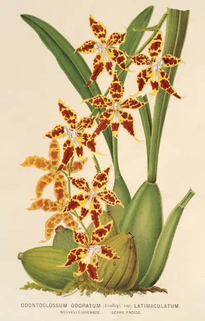 Odontoglossum odoratum, var. latima-culatum av Charles Antoine Lemaire