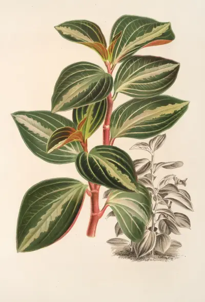 Peperomia velutina av Charles Antoine Lemaire