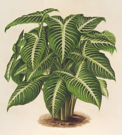 Phyllotœnium Lindeni av Charles Antoine Lemaire