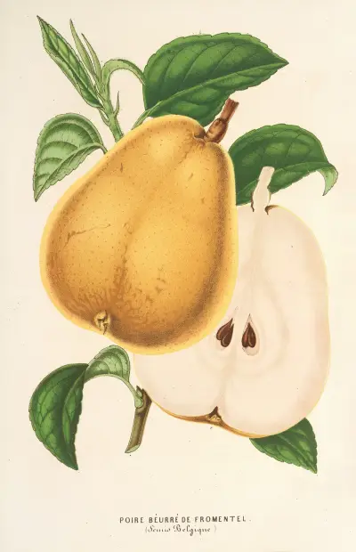 Poire beurré de Fromentel av Charles Antoine Lemaire