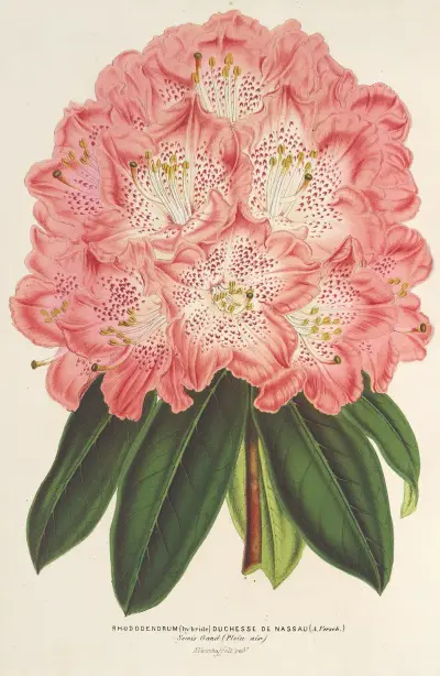 Rhododendrum (hybridum) Duchesse de Nassau av Charles Antoine Lemaire