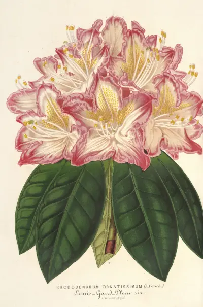 Rhododendrum ornatissimum (hybr.) av Charles Antoine Lemaire