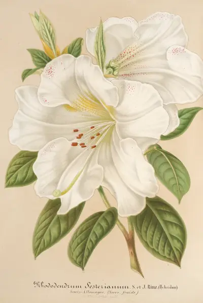 Rhododendrum Sesterianum (hybrid.) av Charles Antoine Lemaire