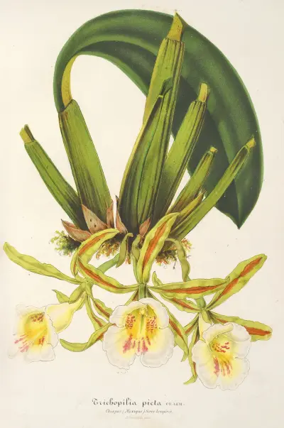 Trichopilia picta av Charles Antoine Lemaire
