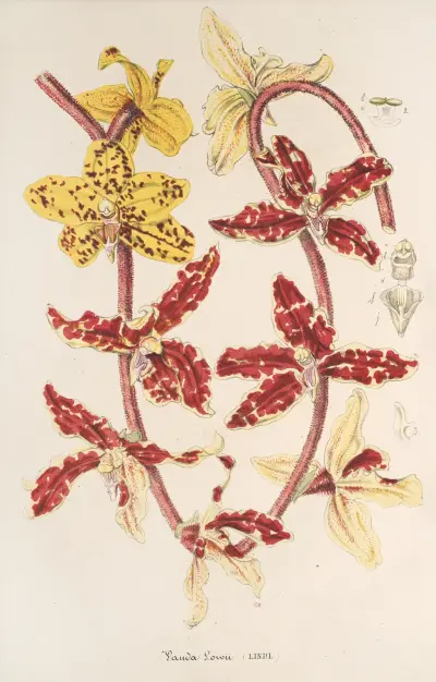 Vanda Lowii Lindl. av Charles Antoine Lemaire