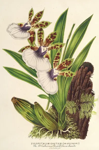 Zygopetalum Gautieri av Charles Antoine Lemaire
