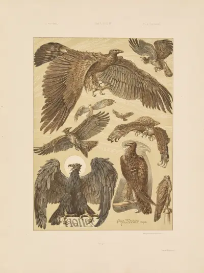 Djuret i dekorativ konst, pl. 22 av Anton Seder