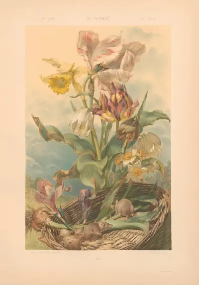 Die Pflanze in Kunst und Gewerbe, Taf. 015 von Anton Seder
