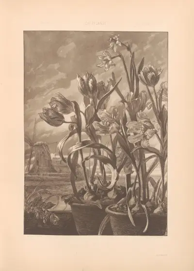 Die Pflanze in Kunst und Gewerbe, Tafel 016 von Anton Seder