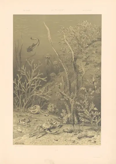 Växten i konst och hantverk (pl. 26) av Anton Seder