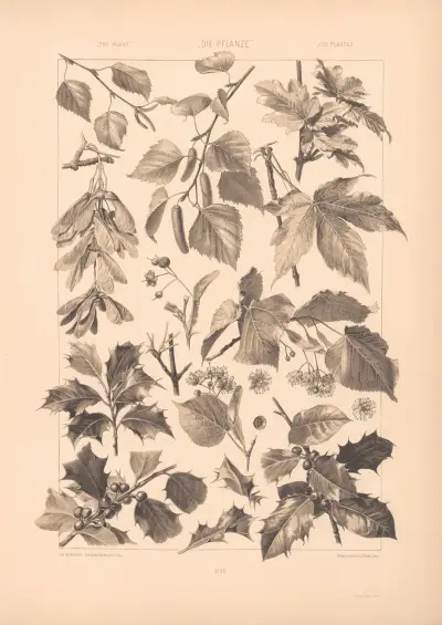 Die Pflanze in Kunst und Gewerbe (The Plant in Art and Industry) Pl.068 av Anton Seder
