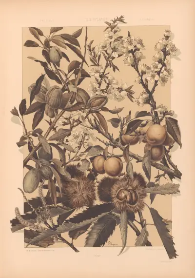 Die Pflanze in Kunst und Gewerbe, Tafel 105 von Anton Seder