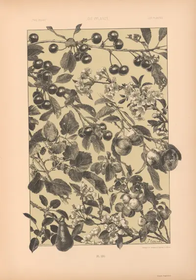 Växten i konst och konsthantverk (Die Pflanze in Kunst und Gewerbe) Pl. 108 av Anton Seder