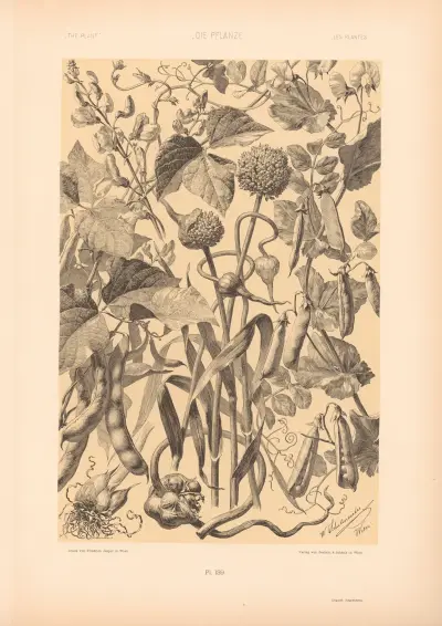 Die Pflanze in Kunst und Gewerbe (The Plant in Art and Industry) Pl.117 av Anton Seder