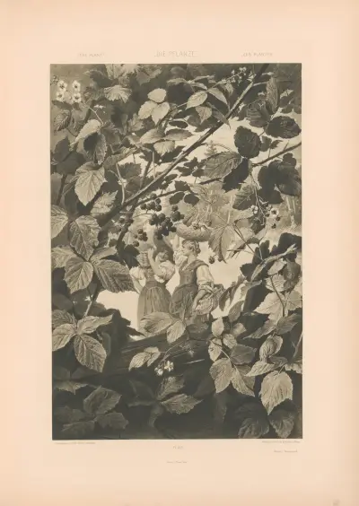 Die Pflanze in Kunst und Gewerbe (The Plant in Art and Industry) Pl.130 av Anton Seder