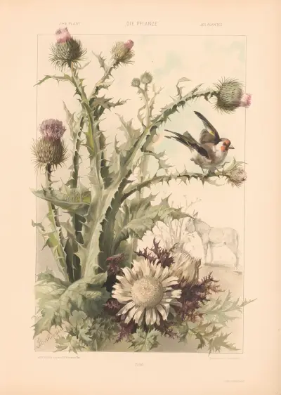 Die Pflanze in Kunst und Gewerbe (The Plant in Art and Industry) Pl.155 av Anton Seder
