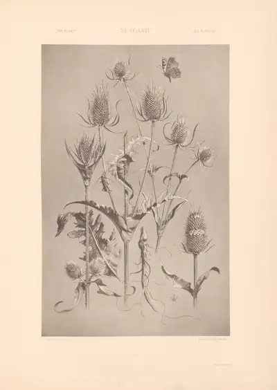 Växten i konst och hantverk, pl. 164 av Anton Seder