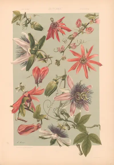 Die Pflanze in Kunst und Gewerbe (The Plant in Art and Industry) Pl.168 av Anton Seder